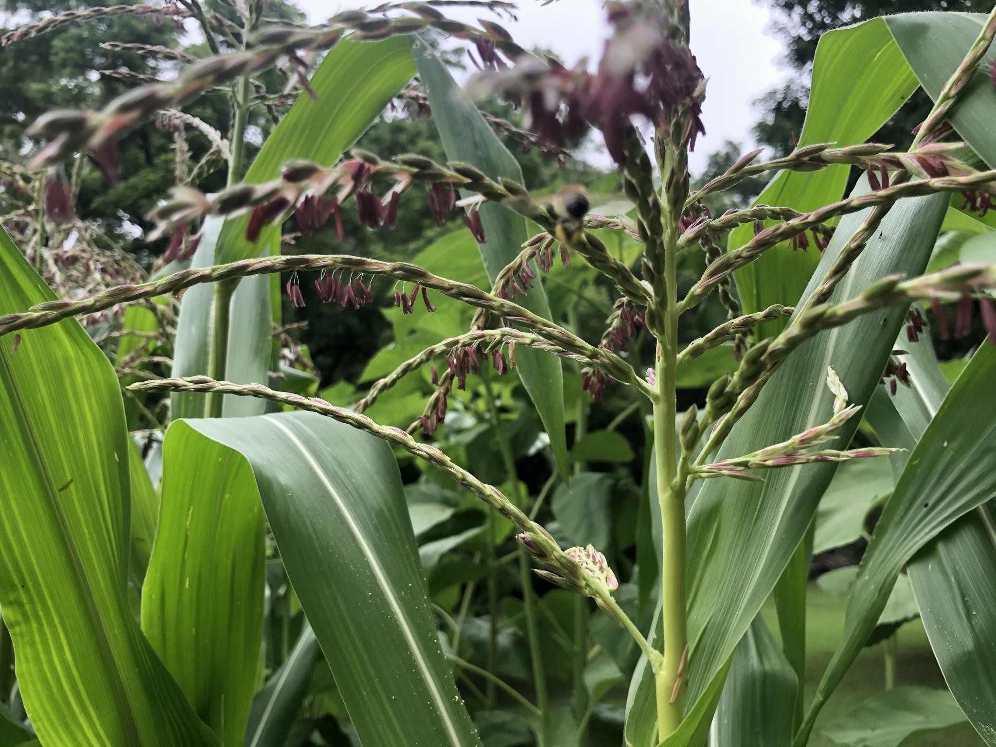 Zea mays